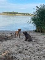 Herplaatser aquadoodle doodle, Dieren en Toebehoren, Honden | Niet-rashonden, Reu, 1 tot 2 jaar, Eén hond, Middel