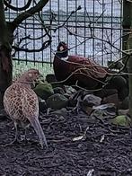 bosfazanten, Dieren en Toebehoren, Meerdere dieren, Tropenvogel, Geringd