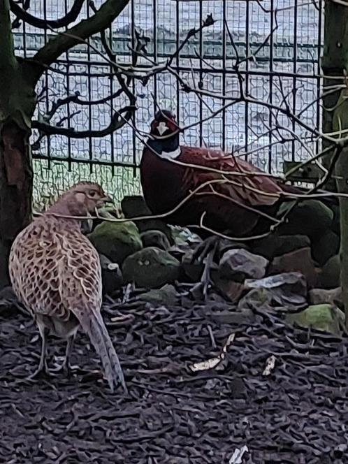 bosfazanten, Dieren en Toebehoren, Vogels | Overige Vogels, Tropenvogel, Meerdere dieren, Geringd