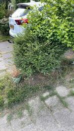 Buxus gratis, Ophalen of Verzenden, Halfschaduw, Overige soorten, Minder dan 100 cm