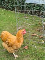 Orpington buff haan, Dieren en Toebehoren, Mannelijk, Kip