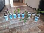 Te koop diverse soorten mini plantjes., Huis en Inrichting, Ophalen of Verzenden, Overige soorten, Minder dan 100 cm