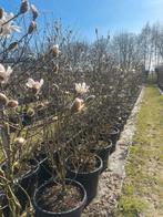 Magnolia Beverboom diverse soorten leverbaar tot 250 cm hoog, Ophalen of Verzenden, Overige soorten, Struik, 100 tot 250 cm