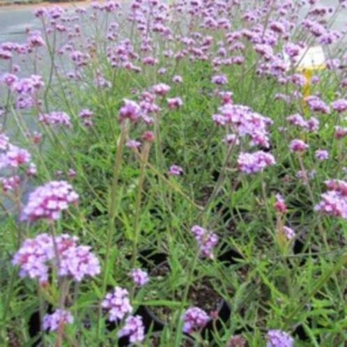 IJzerhard Verbena bonariensis, Tuin en Terras, Planten | Tuinplanten, Volle zon, Zomer, Ophalen of Verzenden