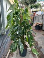 Epipremnum Variegata met mosstok, 100 tot 150 cm, Overige soorten, In pot, Groene kamerplant