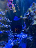 Inhoud zeeaquarium en red sea reefer 525, Dieren en Toebehoren, Vis, Zoutwatervis