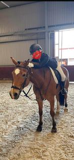 Gezocht: verzorgpony, Dieren en Toebehoren, Paarden en Pony's | Verzorgingsproducten, Ophalen of Verzenden, Zo goed als nieuw