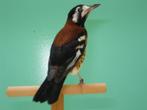 Te koop ; Kastanjeruglijsters, Dieren en Toebehoren, Vogels | Overige Vogels, Meerdere dieren, Tropenvogel, Geringd