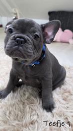Franse bulldog - Pups, Dieren en Toebehoren, CDV (hondenziekte), 8 tot 15 weken, Bulldog, Meerdere