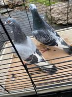 Duiven, Dieren en Toebehoren, Meerdere dieren, Overige soorten