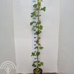 DRUIF 2 Vitis 'Bianca' Witte Druif 200CM Druivelaar pergola, Volle zon, Vaste plant, Ophalen of Verzenden, Fruitplanten