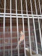 Twee koppel haarlijke kanarie, Dieren en Toebehoren, Vogels | Kanaries, Meerdere dieren