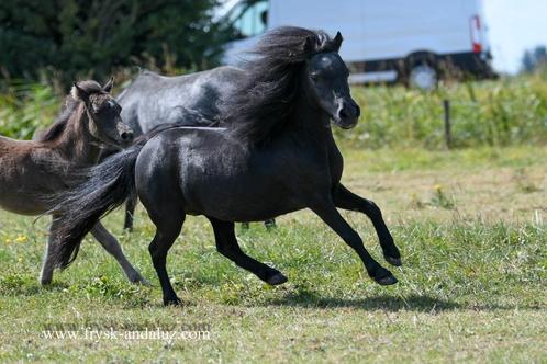 Sjieke NMPRS mini merrie 78 cm, Dieren en Toebehoren, Paarden en Pony's | Dekhengsten en Fokmerries, Merrie