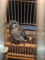 Sabana mustaas ( twatwa picolet rowti paapje), Dieren en Toebehoren, Mannelijk