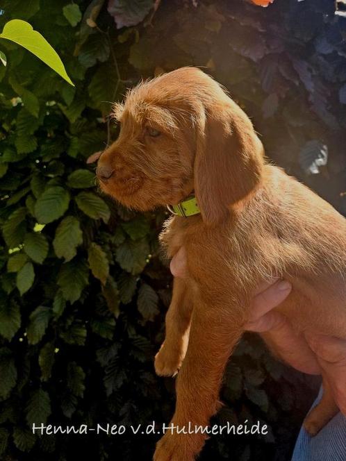 Vizsla draadhaar  pups met stamboom FCI., Dieren en Toebehoren, Honden | Setters en Staande honden, Meerdere dieren, Overige rassen
