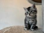 9 X Britse Korthaar kittens 2 nestjes mogen gelijk verhuizen, Dieren en Toebehoren, Katten en Kittens | Raskatten | Korthaar, Meerdere dieren
