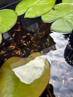 Baby koi HQ! Unieke kans!, Dieren en Toebehoren, Vissen | Vijvervissen, Karper of Koi