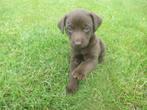 Superlieve labrador x boerenfox pups, Dieren en Toebehoren, Honden | Niet-rashonden, CDV (hondenziekte), 8 tot 15 weken, Meerdere