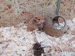 Hele leuke Syrische hamster vrouwen, Dieren en Toebehoren, Knaagdieren, April, Meerdere dieren, Hamster
