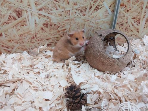 Hele leuke Syrische hamster vrouwen, Dieren en Toebehoren, Knaagdieren, Meerdere dieren, Hamster, April