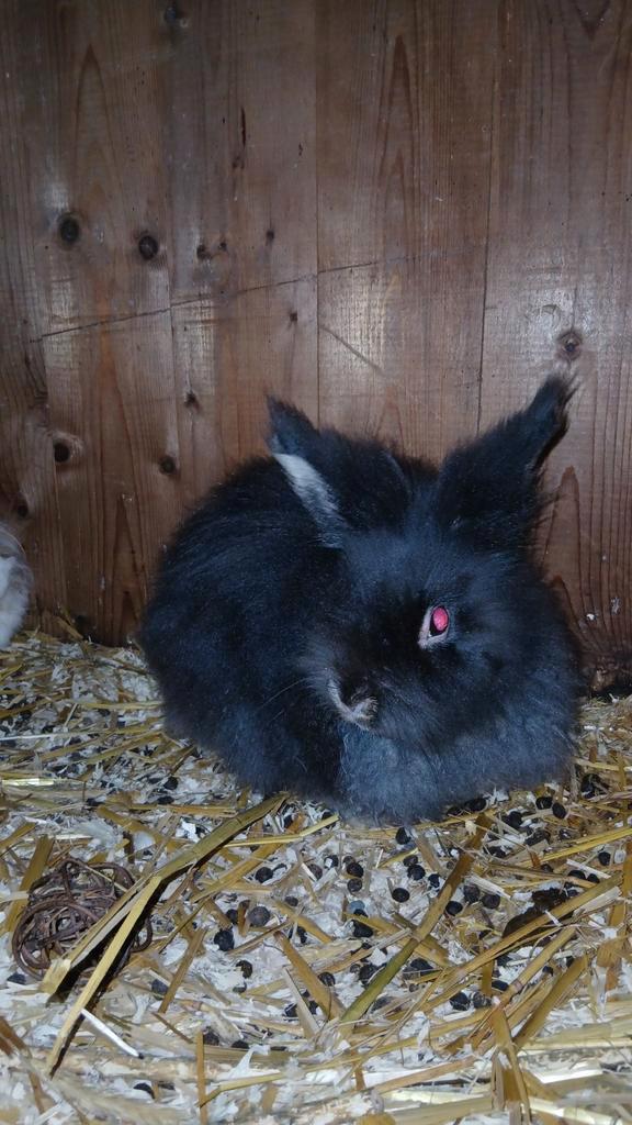 Rammen ter dekking, Dieren en Toebehoren, Konijnen, Dwerg, Mannelijk, 0 tot 2 jaar