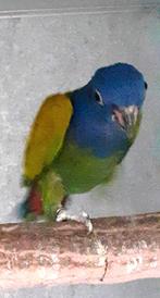 Pionus menstrus, Dieren en Toebehoren, Mannelijk, Papegaai