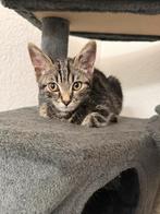 Lief Tijgerkatje, Dieren en Toebehoren, Poes, Kortharig, 0 tot 2 jaar
