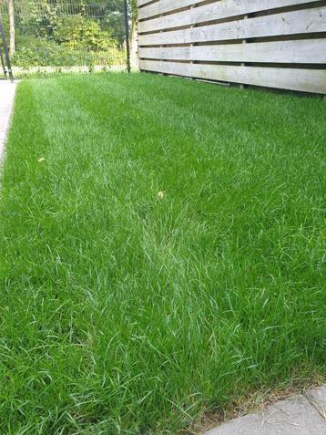 Graszoden Kopen: koopgraszoden voor perfect Gazon beschikbaar voor biedingen