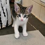 Kittens, Dieren en Toebehoren