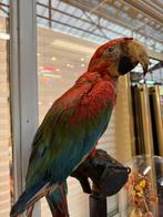Prachtig opgezette vintage 3 colour ara, Meerdere dieren, Papegaai