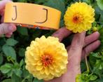 Knollen van Dahlias, geel / donkergeel, Tuin en Terras, Planten | Tuinplanten, Ophalen, Overige soorten, Volle zon