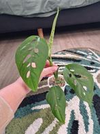 Monstera Esqueleto, Ophalen of Verzenden, Halfschaduw, Minder dan 100 cm