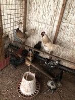 Mooie hanen, 1 jaar oud kruising Ayam semani, Dieren en Toebehoren, Mannelijk, Kip