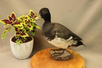 Opgezette eend - taxidermie beschikbaar voor biedingen