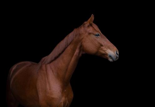 Bijrijder gezocht, Dieren en Toebehoren, Paarden en Pony's | Verzorgingsproducten, Ophalen of Verzenden