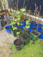 Rode bessen (Ribus) planten te koop voor 1 euro per stuk, Zomer, Vaste plant, Fruitplanten, Ophalen