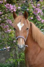 New Forest pony, Chique enter hengst, Dieren en Toebehoren, Hengst, 0 tot 2 jaar, Gechipt, Dressuurpony