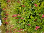 Onbespoten vaste planten Bio wijze geteeld, Tuin en Terras, Ophalen, Overige soorten, Halfschaduw
