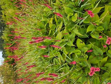 Onbespoten vaste planten Bio wijze geteeld beschikbaar voor biedingen