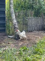 Jonge Brahma haan, Dieren en Toebehoren, Pluimvee, Mannelijk, Kip