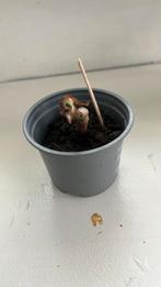 Aangeboden stippen begonia gratis, Ophalen, Overige soorten, Halfschaduw, Minder dan 100 cm
