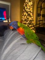 Lori van de blauwe bergen handtam 1 jaar oud, Dieren en Toebehoren, Mannelijk, Papegaai, Pratend