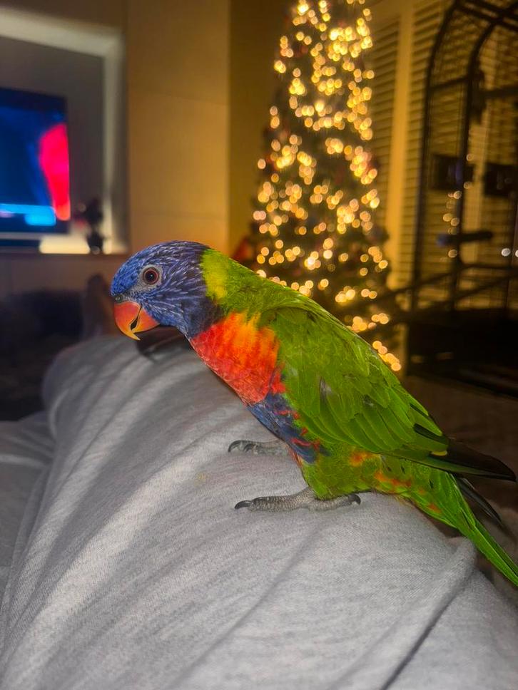 Lori van de blauwe bergen handtam 1 jaar oud, Dieren en Toebehoren, Vogels | Parkieten en Papegaaien, Papegaai, Mannelijk, Pratend