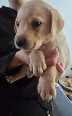 Nog 2  Reutjes Blonde en Red Fox (eerste foto's), Rabiës (hondsdolheid), Labrador retriever, Meerdere, Meerdere dieren