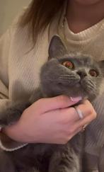 Britse korthaar, Dieren en Toebehoren, Katten en Kittens | Raskatten | Korthaar