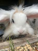 Super lief konijn, Dieren en Toebehoren, Mannelijk, 0 tot 2 jaar
