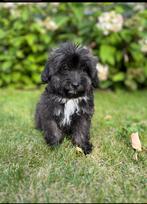Boempoe, Dieren en Toebehoren, Honden | Niet-rashonden, Nederland, CDV (hondenziekte), 8 tot 15 weken, Meerdere