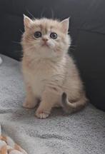 Britse korthaar kittens met stamboom, Ontwormd, 0 tot 2 jaar, Kater