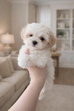 Exclusieve Maltipoo F1 pup ( Maltezer / Asian Toy Poedel ), Dieren en Toebehoren, Particulier, Overige rassen, 8 tot 15 weken