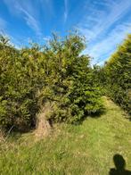 Coniveren al uit de grond, Ophalen, Volle zon, Overige soorten, 100 tot 250 cm